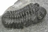 Phacopid (Adrisiops) Trilobite - Jbel Oudriss, Morocco #243892-2